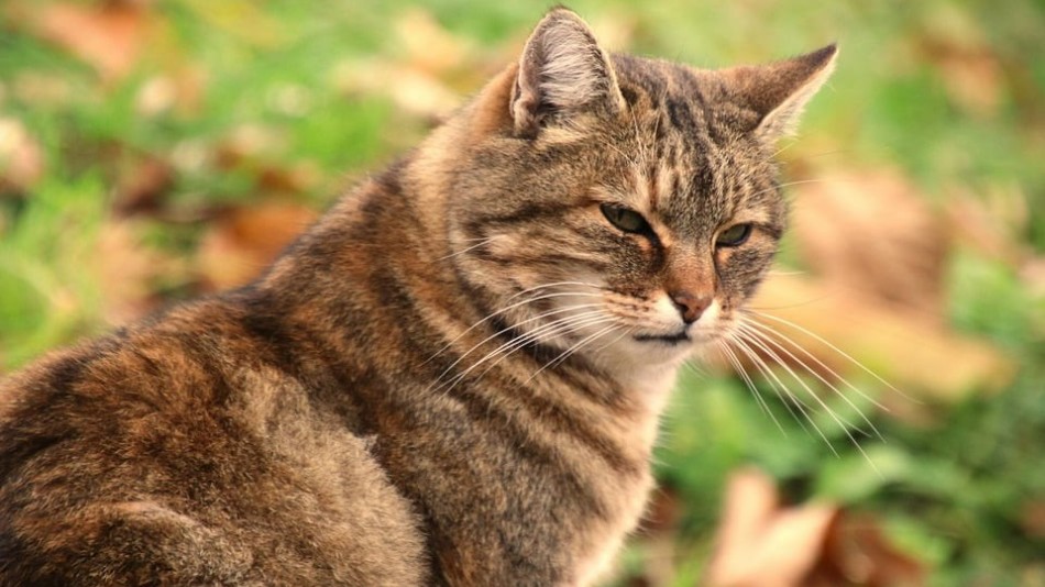 Кошки – домашние любимцы, которые очень привязываются к своему хозяину, везде следуют за ним попятам, поднимают настроение и греют в холодные зимы.